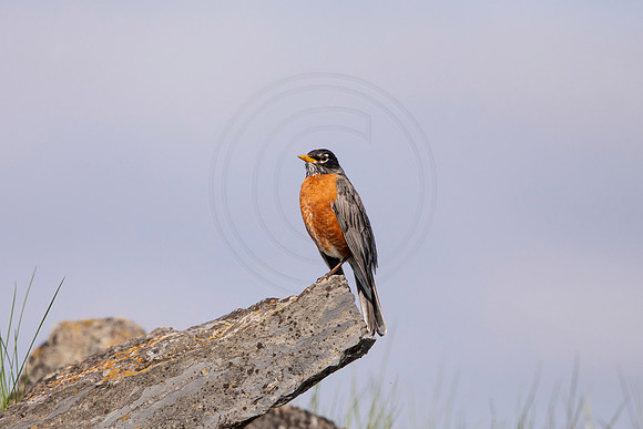 101 robin (AF3A4873) May 16 2020