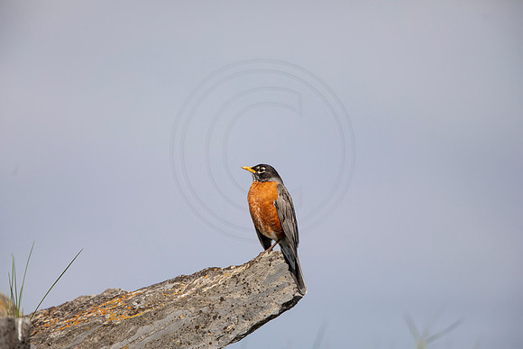 102 robin (AF3A4875) May 16 2020