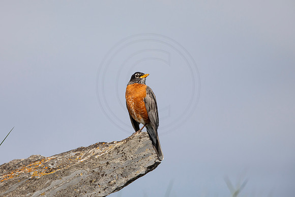 103 robin (AF3A4880) May 16 2020