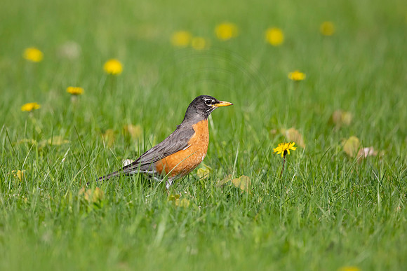 104 robin (AF3A4901) May 16 2020