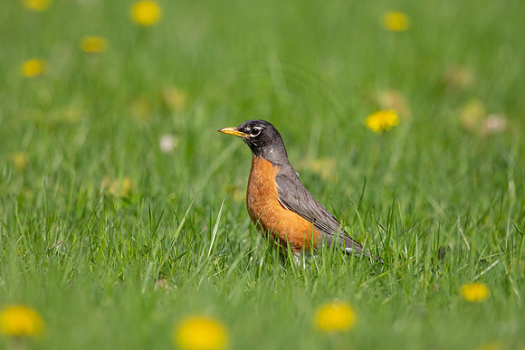 105 robin (AF3A4912) May 16 2020