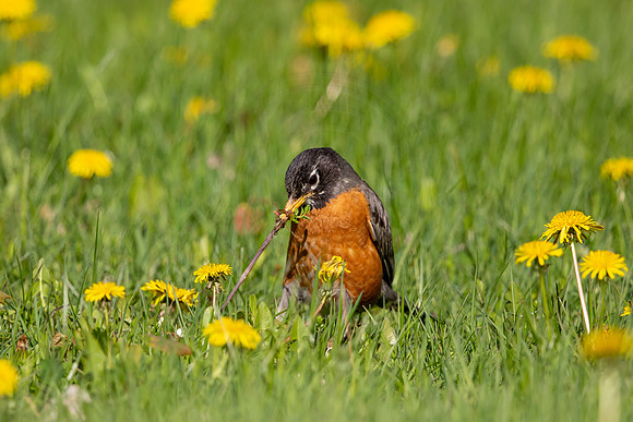 106 robin (AF3A4925) May 16 2020