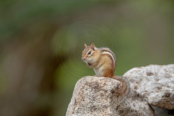 111 chippy (AF3A4955) May 17 2020