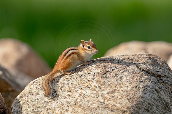 118 chippy (AF3A5015) May 18 2020