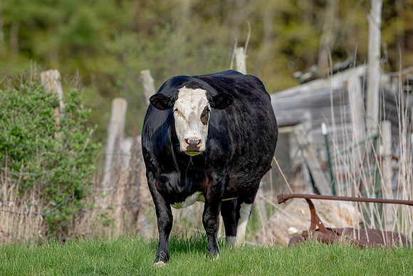 119 cow (AF3A5020) May 18 2020