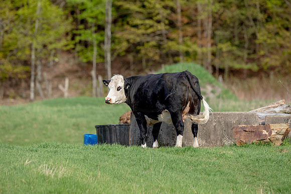 120 cow (AF3A5025) May 18 2020