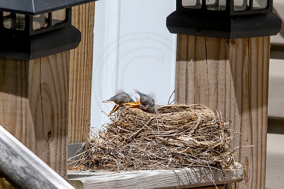 121 robins nest (AF3A5040) May 25 2020