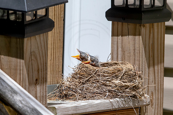 122 robins nest (AF3A5048) May 25 2020