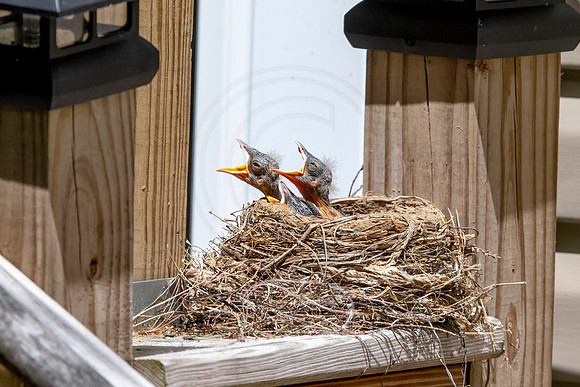 123 robins nest (AF3A5052) May 25 2020