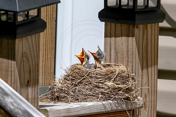 124 robins nest (AF3A5061) May 25 2020