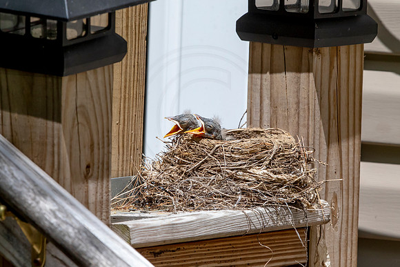 126 robins nest (AF3A5078) May 25 2020