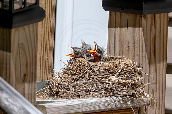 127 robins nest (AF3A5082) May 25 2020