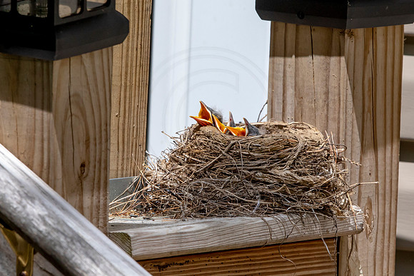 128 robins nest (AF3A5117) May 25 2020