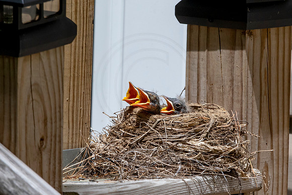 129 robins nest (AF3A5122) May 25 2020