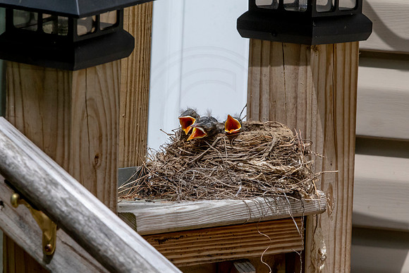 130 robins nest (AF3A5135) May 25 2020