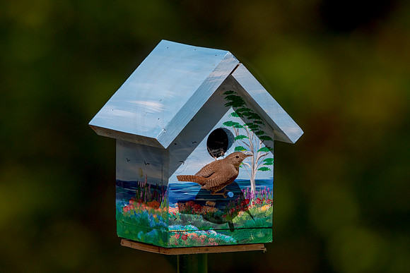 144 house wren (AF3A5237) May 26 2020