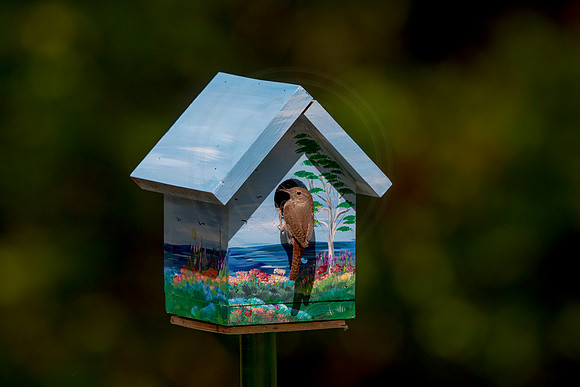 145 house wren (AF3A5241) May 26 2020