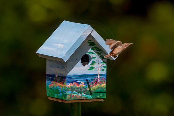 147 house wren (AF3A5250) May 26 2020