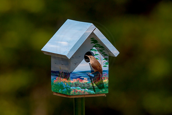 148 house wren (AF3A5258) May 26 2020