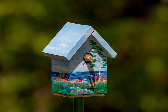 152 house wren (AF3A5271) May 26 2020