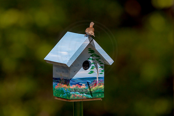 153 house wren (AF3A5285) May 26 2020