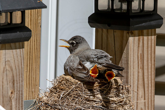 155 robins nest (AF3A5323) May 26 2020