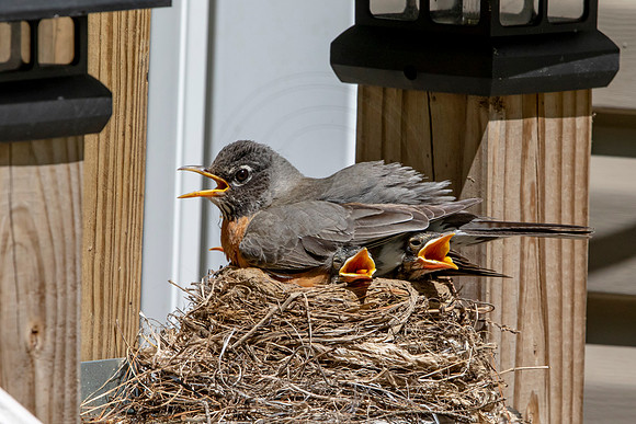 156 robins nest (AF3A5341) May 26 2020