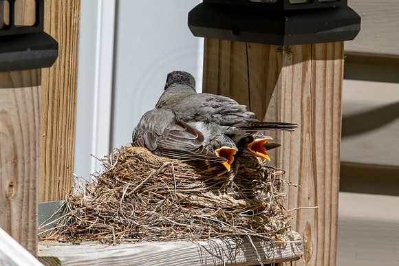 157 robins nest (AF3A5377) May 26 2020