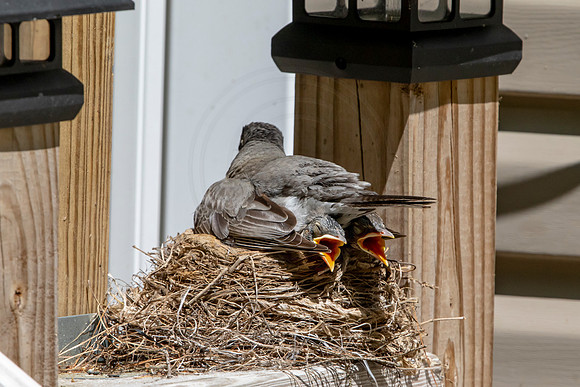 158 robins nest (AF3A5378) May 26 2020