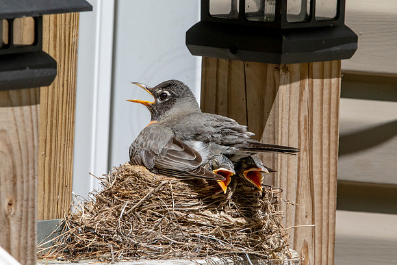159 robins nest (AF3A5380) May 26 2020