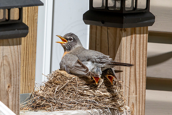 160 robins nest (AF3A5384) May 26 2020