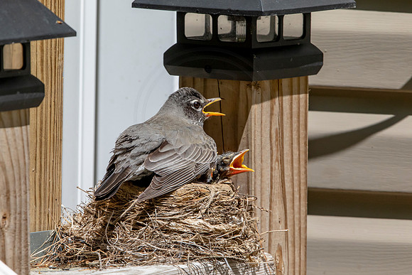 161 robins nest (AF3A5393) May 26 2020