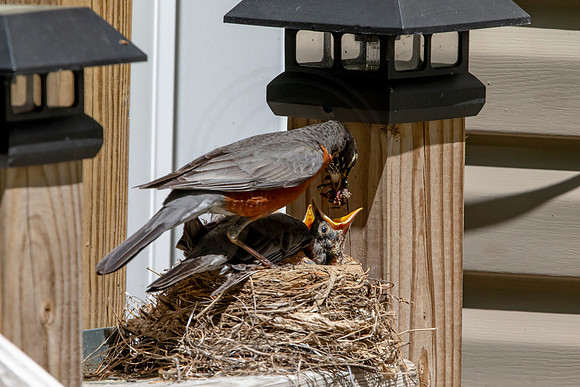 162 robins nest (AF3A5407 May 26 2020
