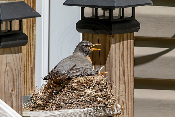 163 robins nest (AF3A5425) May 26 2020