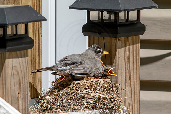 164 robins nest (AF3A5454) May 26 2020