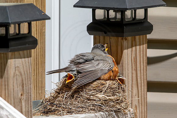 165 robins nest (AF3A5468) May 26 2020