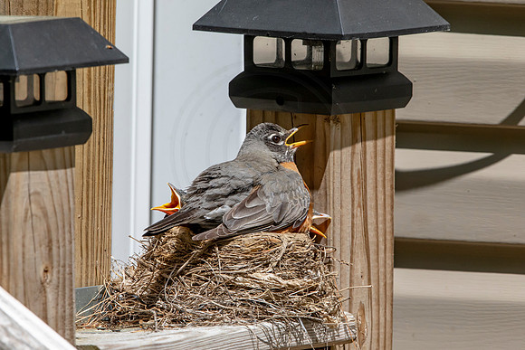 166 robins nest (AF3A5478) May 26 2020