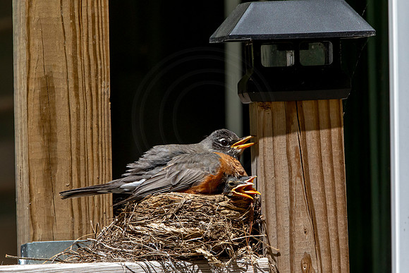 168 robins nest (AF3A5496) May 26 2020