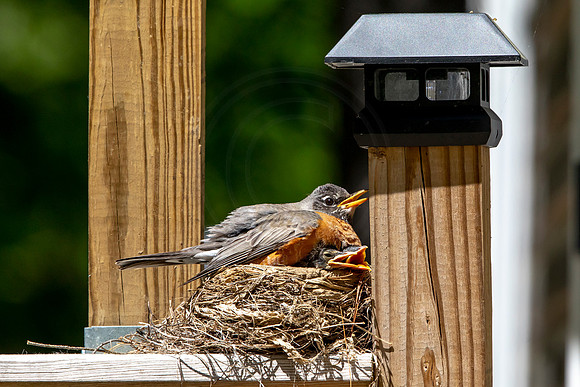 169 robins nest (AF3A5501) May 26 2020