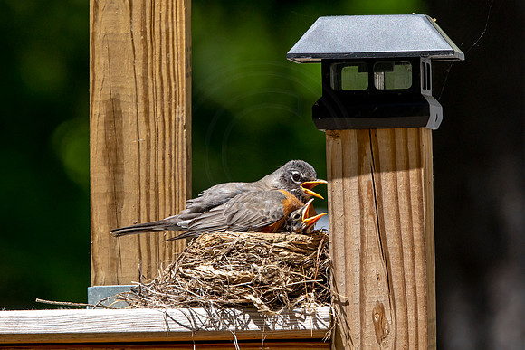 172 robins nest (AF3A5529) May 26 2020