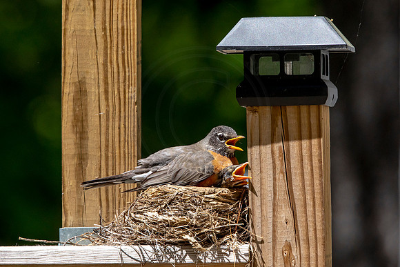 173 robins nest (AF3A5536) May 26 2020