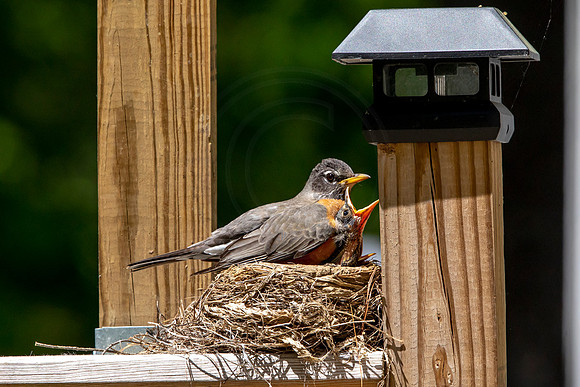 174 robins nest (AF3A5546) May 26 2020