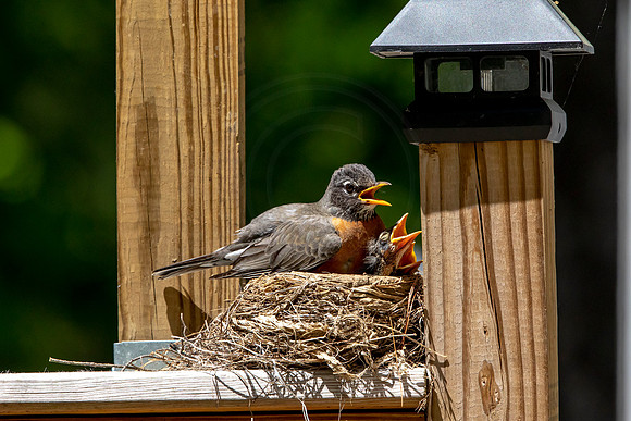 177 robins nest (AF3A5560) May 26 2020