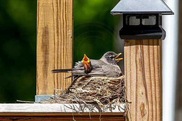 187 robins nest (AF3A5684) May 27 2020