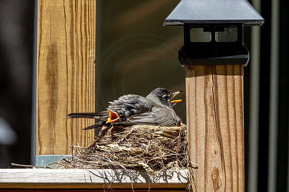 191 robins nest (AF3A5703) May 27 2020