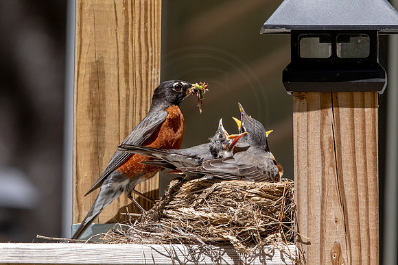 195 robins nest (AF3A5717) May 27 2020