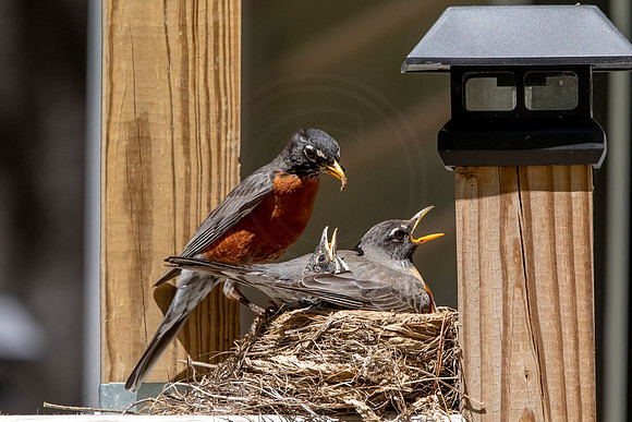 197 robins nest (AF3A5724) May 27 2020