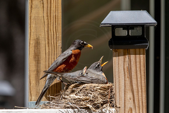 198 robins nest (AF3A5725) May 27 2020