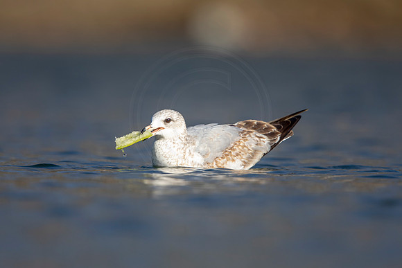 219 gull (AF3A3588) March 13, 2021