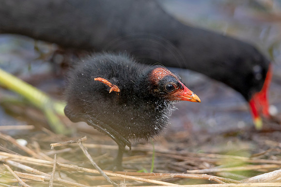 1135 baby common moorhen (6F3A4301) April 18, 2021